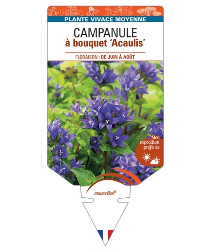 CAMPANULA glomerata Acaulis voir Campanule à bouquet