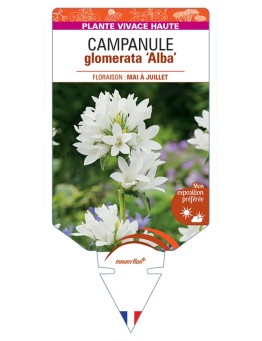 CAMPANULA glomerata Alba