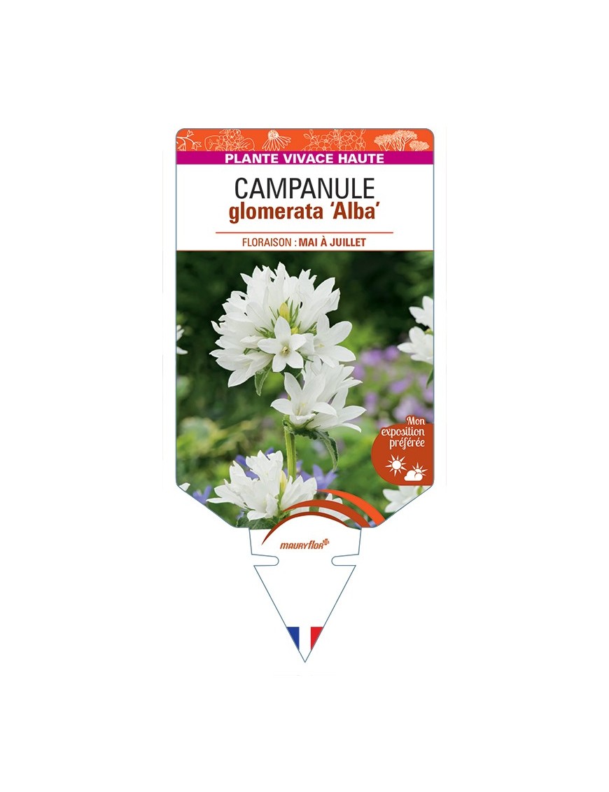 CAMPANULA glomerata Alba