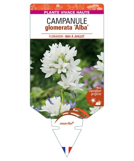 CAMPANULA glomerata Alba