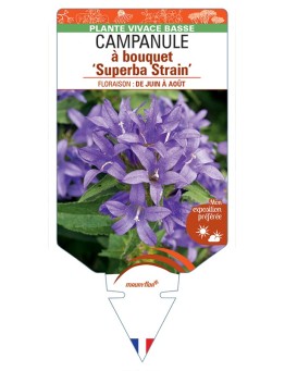 CAMPANULA glomerata Superba Strain voir Campanule à bouquet