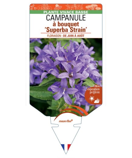 CAMPANULA glomerata Superba Strain voir Campanule à bouquet