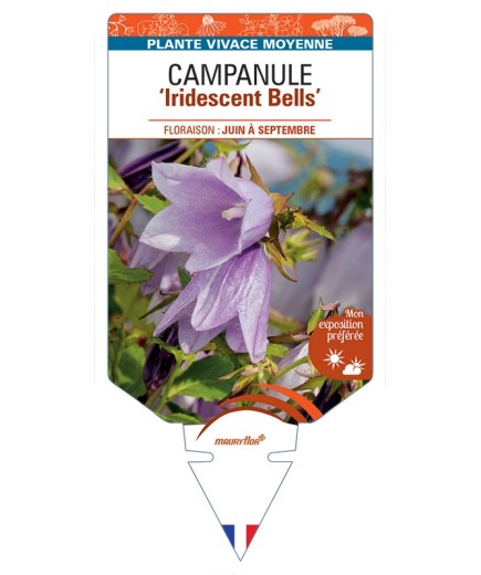 CAMPANULA Iridescent Bells