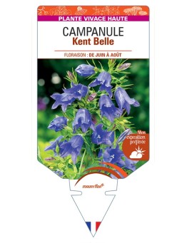 CAMPANULA Kent Belle