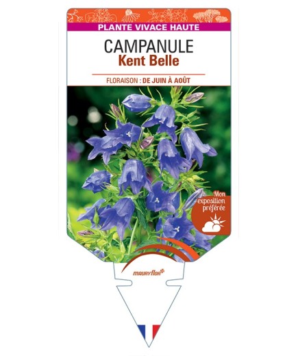 CAMPANULA Kent Belle