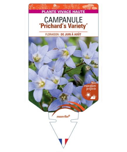 CAMPANULA lactiflora Prichard's Variety voir Campanule