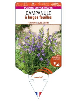CAMPANULA LATIFOLIA MACRANTHA voir Campanule à larges feuilles
