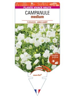 CAMPANULA medium (blanche)