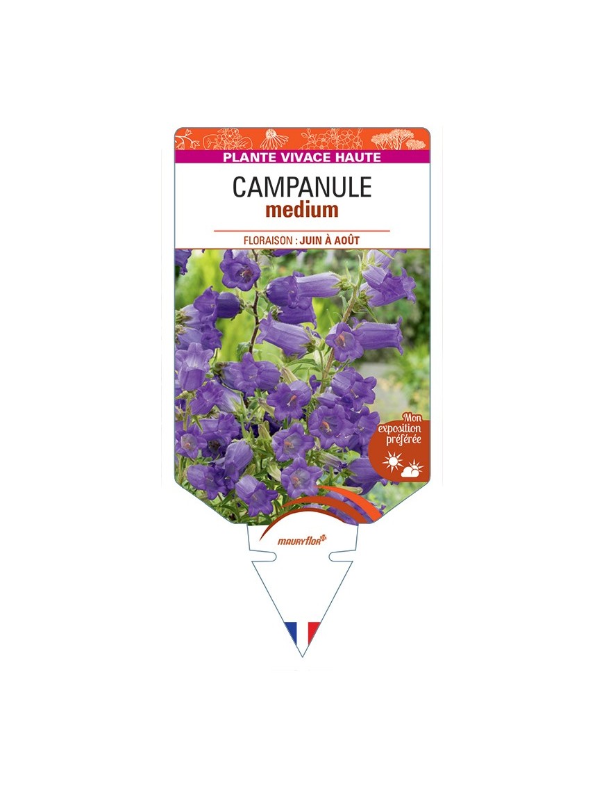 CAMPANULA medium (bleu)