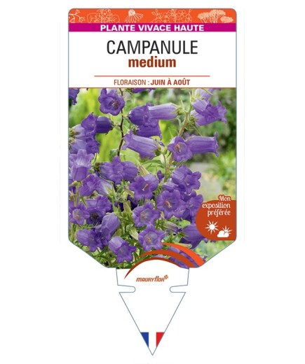 CAMPANULA medium (bleu)