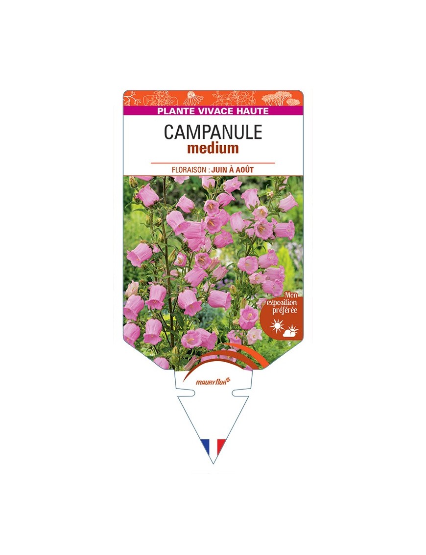 CAMPANULA medium (rose)