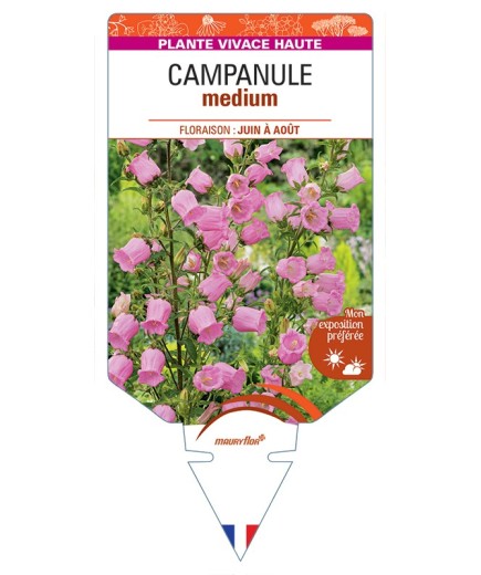 CAMPANULA medium (rose)
