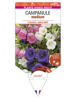 CAMPANULA medium (varié)