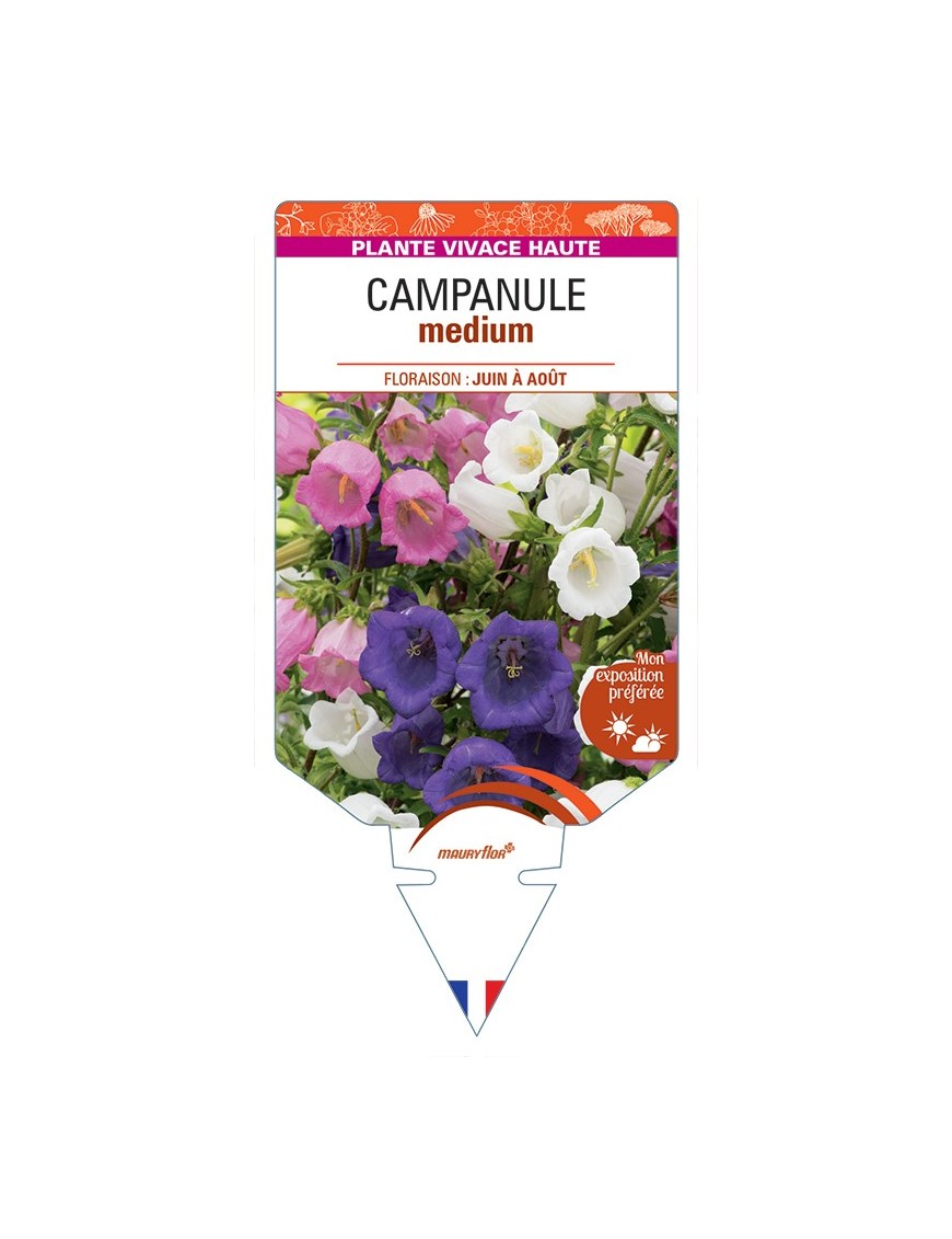 CAMPANULA medium (varié)