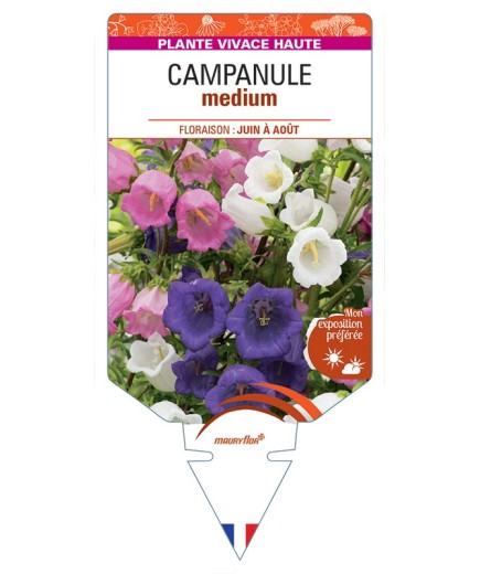 CAMPANULA medium (varié)