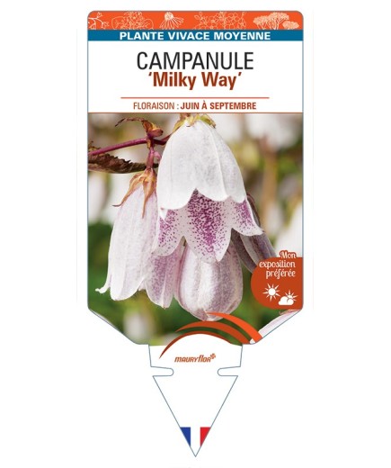 CAMPANULA Milky Way