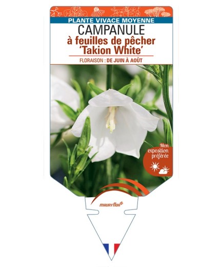 CAMPANULA persicifolia Takion White voir Campanule à feuilles de pêcher