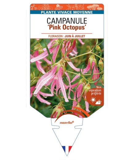 CAMPANULA Pink Octopus
