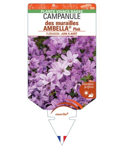 CAMPANULA portenschlagiana AMBELLA® Pink voir Campanule des murailles