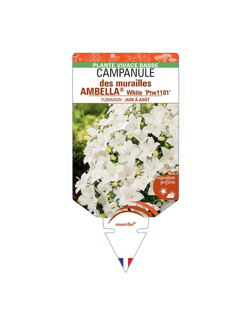 CAMPANULA portenschlagiana AMBELLA® White voir Campanule des murailles