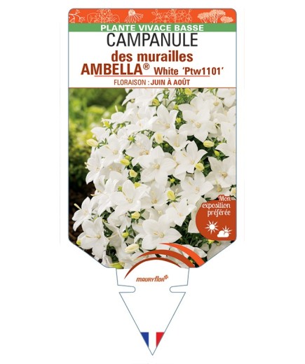 CAMPANULA portenschlagiana AMBELLA® White voir Campanule des murailles