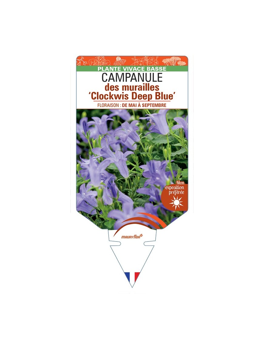 CAMPANULA portenschlagiana Clockwis Deep Blue voir Campanule des murailles