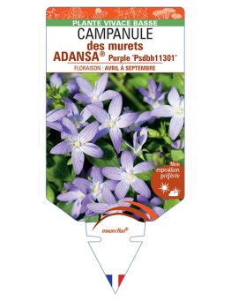 CAMPANULA poscharskyana ADANSA® Purple voir Campanule des murets