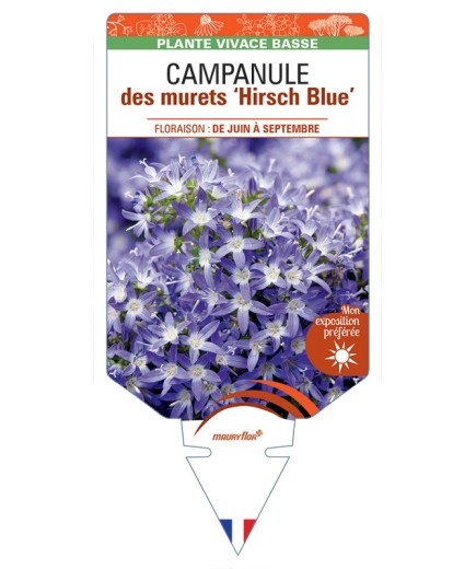CAMPANULA poscharskyana Hirsch Blue voir Campanule des murets