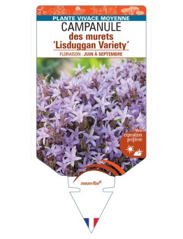 CAMPANULA poscharskyana Lisduggan Variety voir Campanule des murets