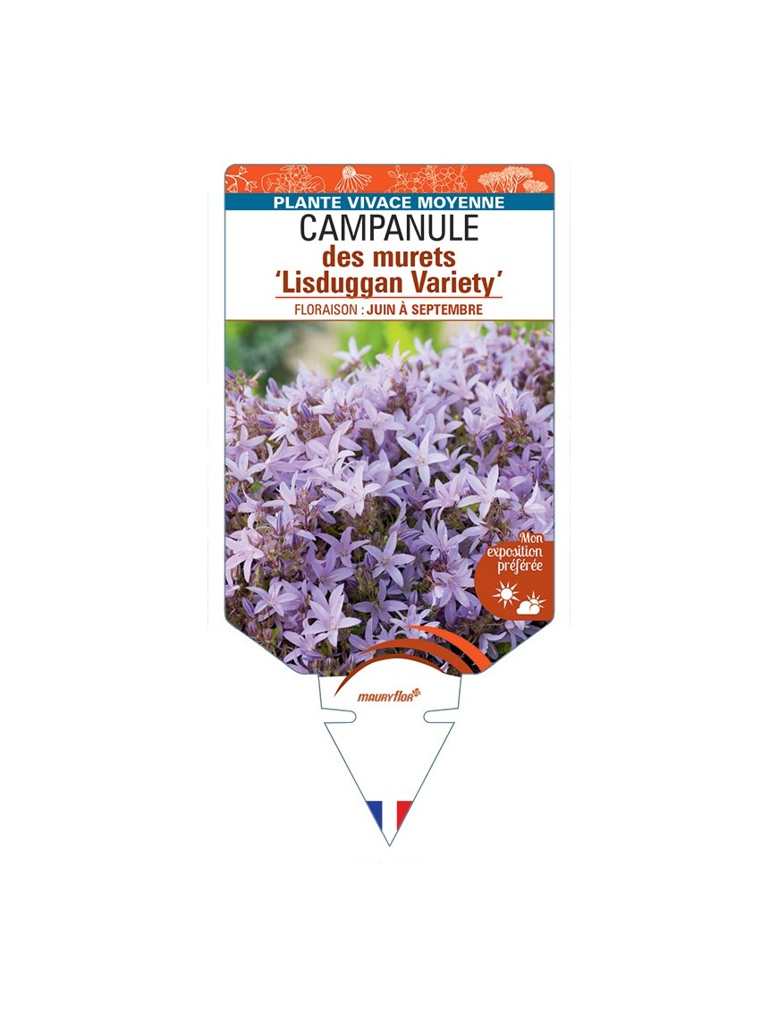 CAMPANULA poscharskyana Lisduggan Variety voir Campanule des murets