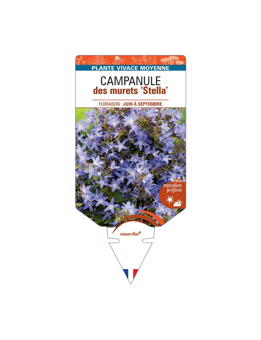 CAMPANULA poscharskyana Stella voir Campanule des murets
