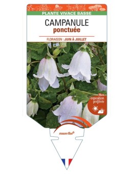 CAMPANULA PUNCTATA PONCTUÉE (blanc)