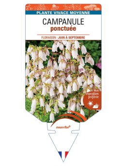 CAMPANULA punctata voir Campanule ponctuée