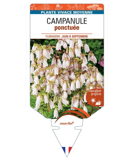 CAMPANULA punctata voir Campanule ponctuée