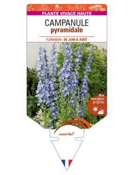 CAMPANULA pyramidalis (bleu)