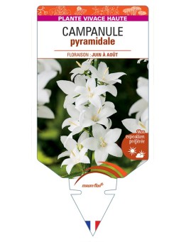 CAMPANULA pyramidalis Alba voir Campanule pyramidale