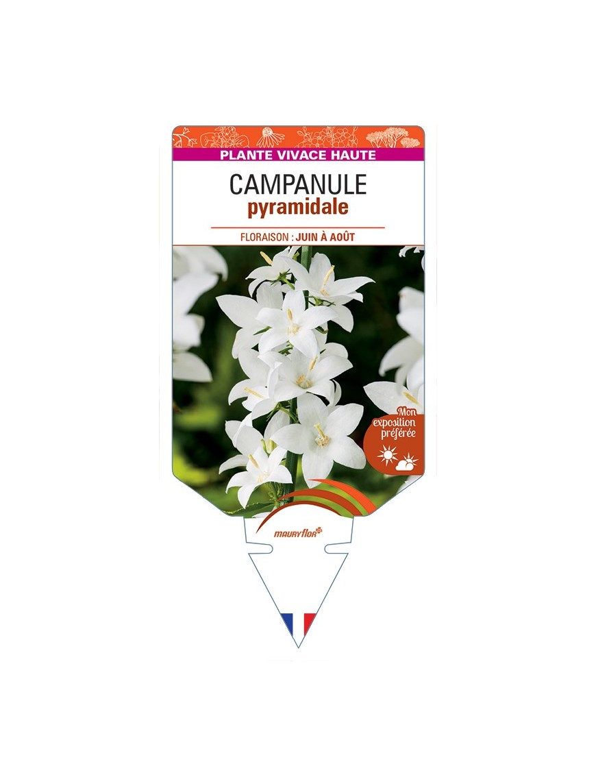 CAMPANULA pyramidalis Alba voir Campanule pyramidale