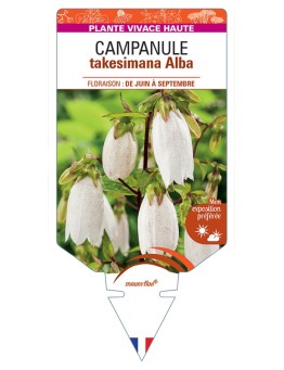 CAMPANULA takesimana Alba