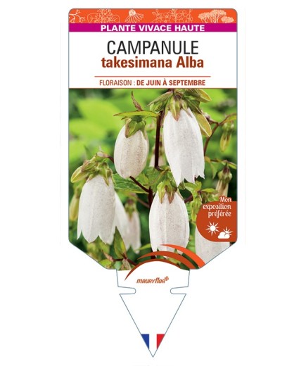 CAMPANULA takesimana Alba