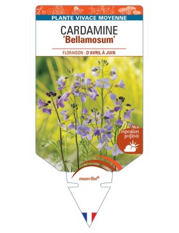 CARDAMINE Bellamosum