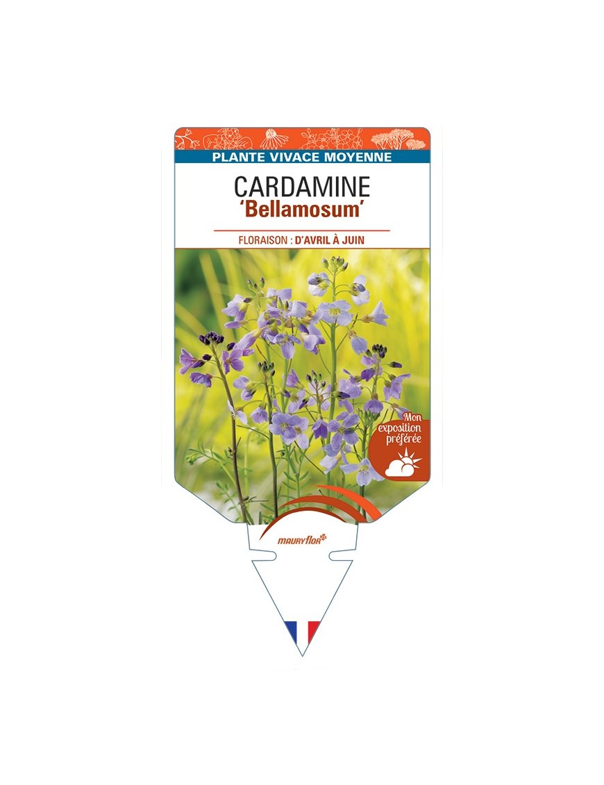 CARDAMINE Bellamosum