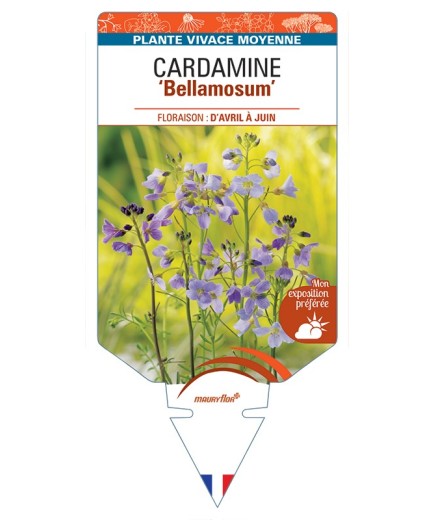 CARDAMINE Bellamosum