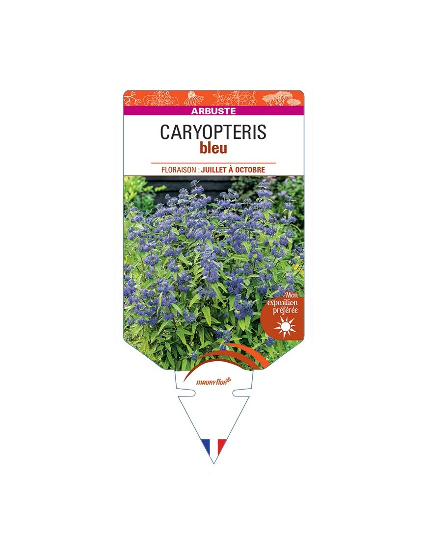 CARYOPTERIS (bleu)
