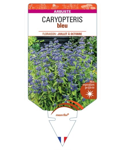 CARYOPTERIS (bleu)