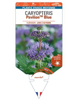 CARYOPTERIS PavilionTM Blue