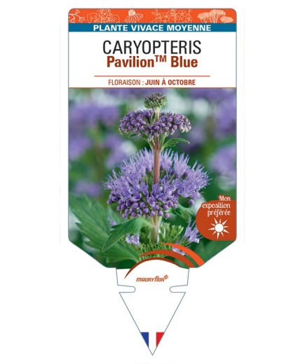 CARYOPTERIS PavilionTM Blue