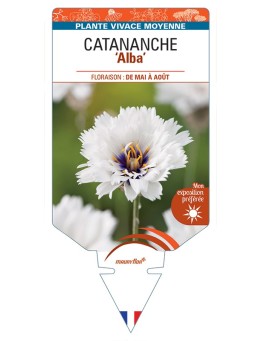 CATANANCHE (caerulea) Alba