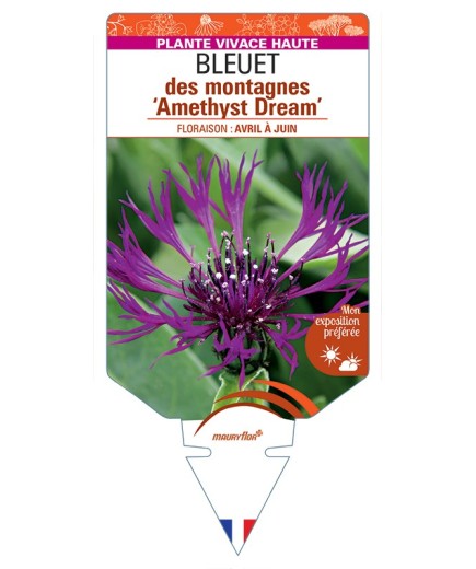 CENTAUREA montana Amethyst Dream voir Bleuet des montagnes
