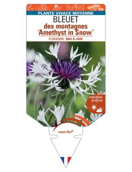 CENTAUREA montana Amethyst in Snow voir Bleuet des montagnes