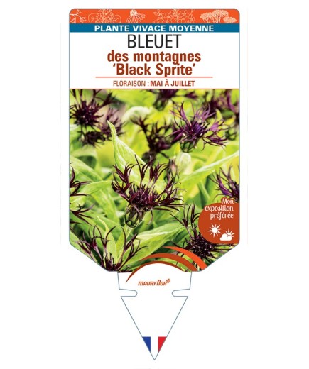 CENTAUREA montana Black Sprite voir Bleuet des montagnes